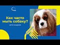 Как часто мыть собаку?