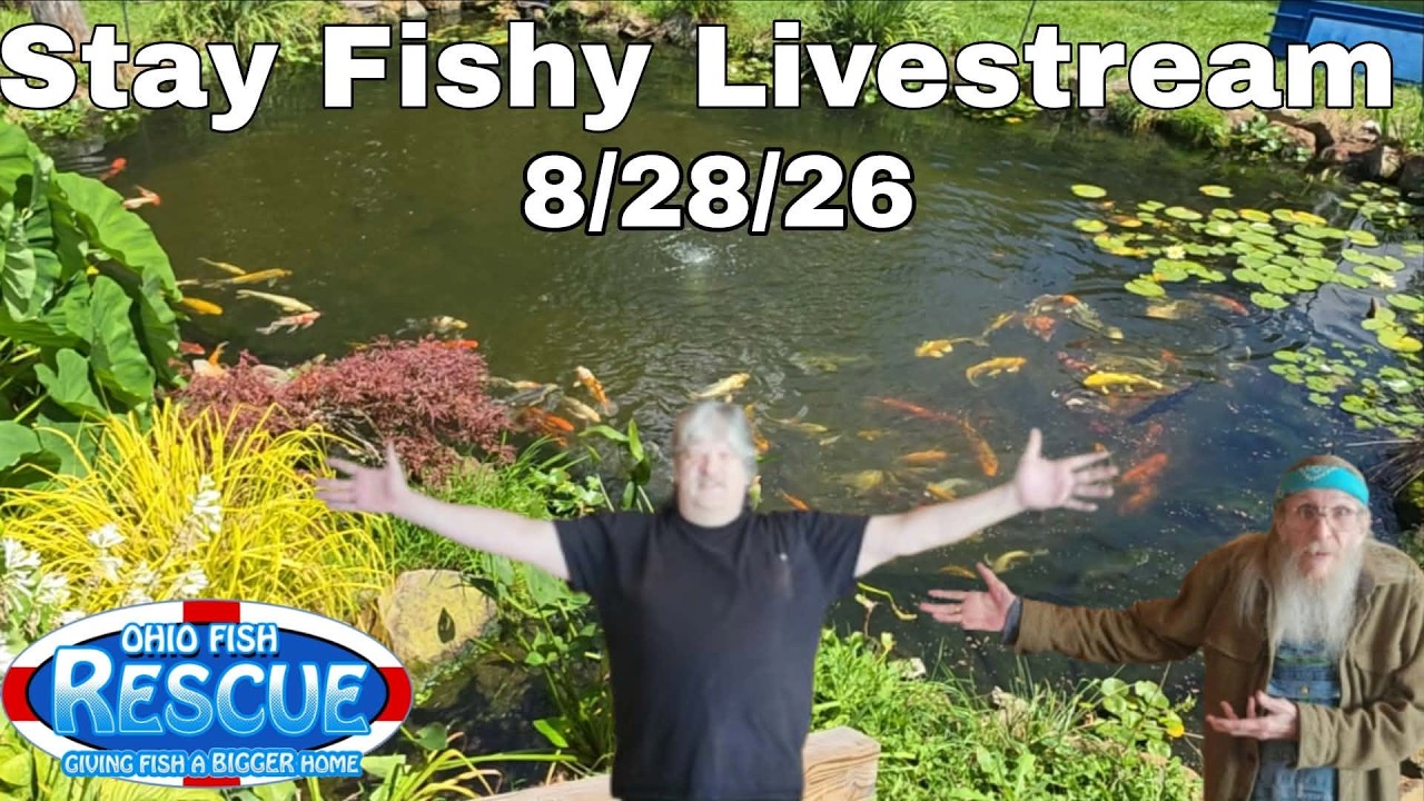 8/28/26 stay fishy livestream