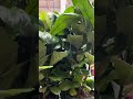 In HomeDepot excellent quality of plants. Only 24.99$! Well fed, well grown. Easy to maintain. Buyit