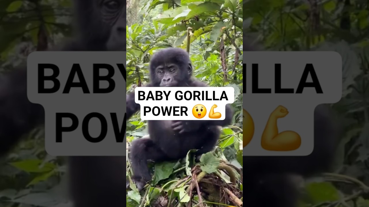 Baby Gorilla Chest Beat 😲💥 
