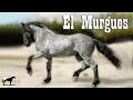 El Caballo Murgues 🐴-Del Cerro Soy