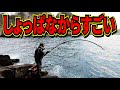 最新の竿を持って初めての磯に行ったら二人揃って・・・！！/まりんのこいけ