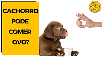 O que fazer com um cão que está com cinomose e não quer mais se alimentar?