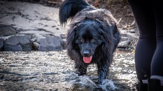 BEAR Walks 92 | Bear Loves Water! | April 14, 2022