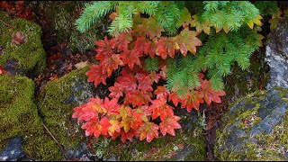 A Fall Hike to Lower Proxy Falls, Oregon
