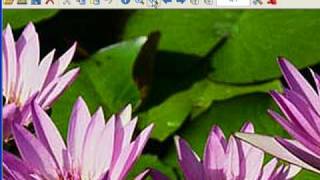 Irfanview - Jpgs And Gifs