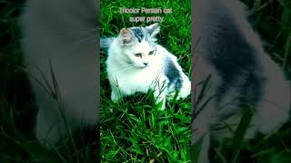 Super beautiful persian cat relaxing in the grass #persian cat #short