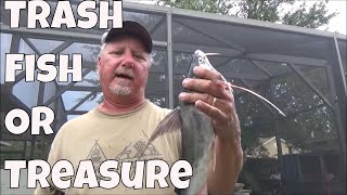 Can You Eat Saltwater Catfish Trash Fish or Treasure