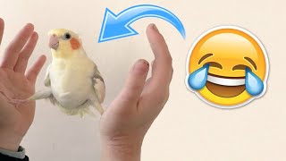 The Most Funny Cockatiel Videos Compilation! # 3 | [2020 Compilation] by Numan Gürsoy 64,056 views 3 years ago 7 minutes, 46 seconds