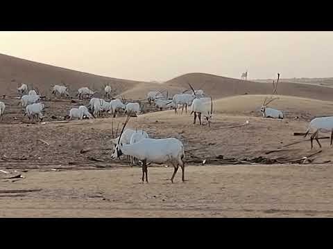 Arabian Oryx herd at Dubai Desert Conservation Reserve 27.08.2022