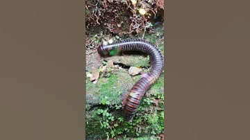 When the millipede walks indifferently, it meets a snail #shorts #shortvideo #viral
