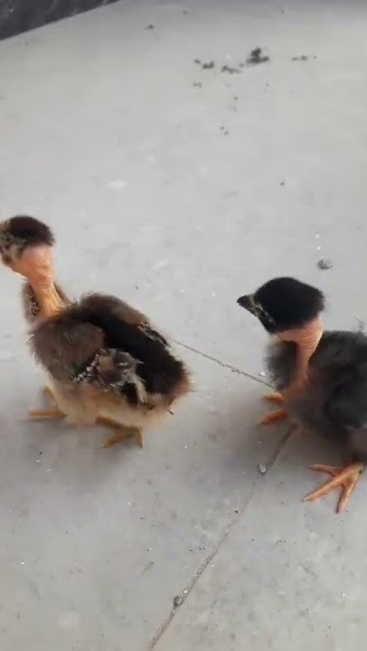 ANAK AYAM GUNDUL || PITIK AYAM || #saigon #ganoi #RereEyza #shorts