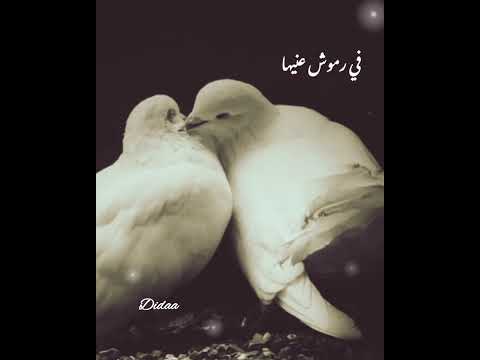 يمامه بيضا علي الحجار هدى عمار