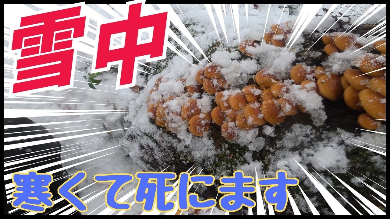 初雪の山が別世界！深雪の中でとれたナメコがヤバすぎました！！！