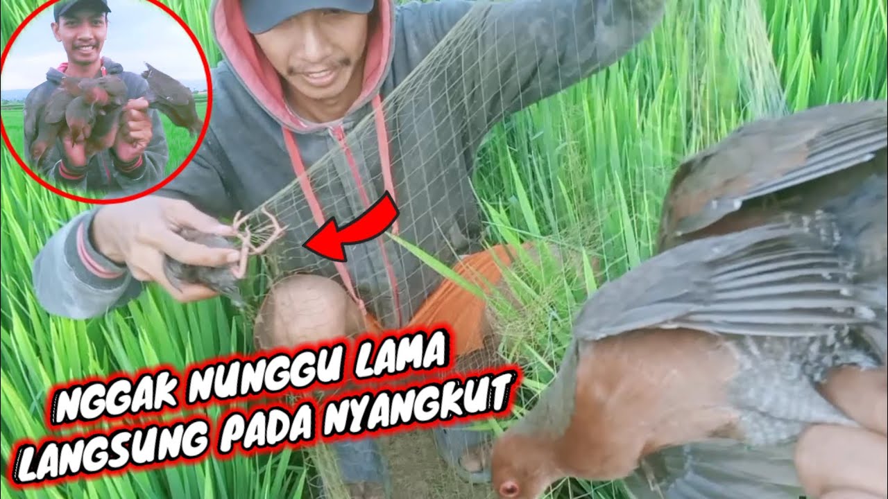 Jaring Burung Tikusan Sawah // Nggak nunggu Lama PANEN!!!