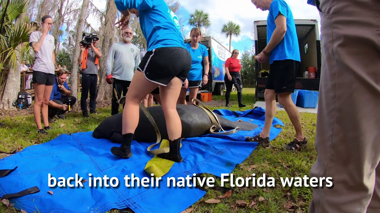 Florida Manatees Released Back into the Wild after Rehab and Care at ...