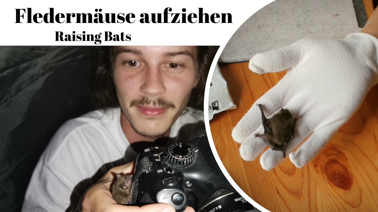 Fledermäuse aufziehen - Raising Bats
