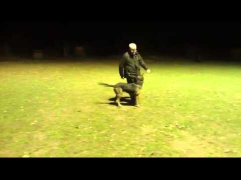 KNPV Stud Dog Billy BRN 23677