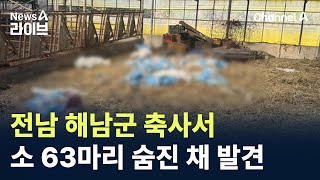 전남 해남군 축사서 소 63마리 숨진 채 발견 / 채널A / 뉴스A 라이브