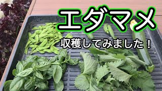 【家庭菜園】3月11日に種まきしたエダマメを収穫してみました。採れたては甘くて濃厚!本当に最高の美味しさです!このために家庭菜園してたと言っても過言ではない味でした。もうすぐ全収穫。楽しみです! 【家庭菜園】3月11日に種まきしたエダマメを収穫してみました。採れたては甘くて濃厚!本当に最高の美味しさです!このために家庭菜園してたと言っても過言ではない味でした。もうすぐ全収穫。楽しみです!