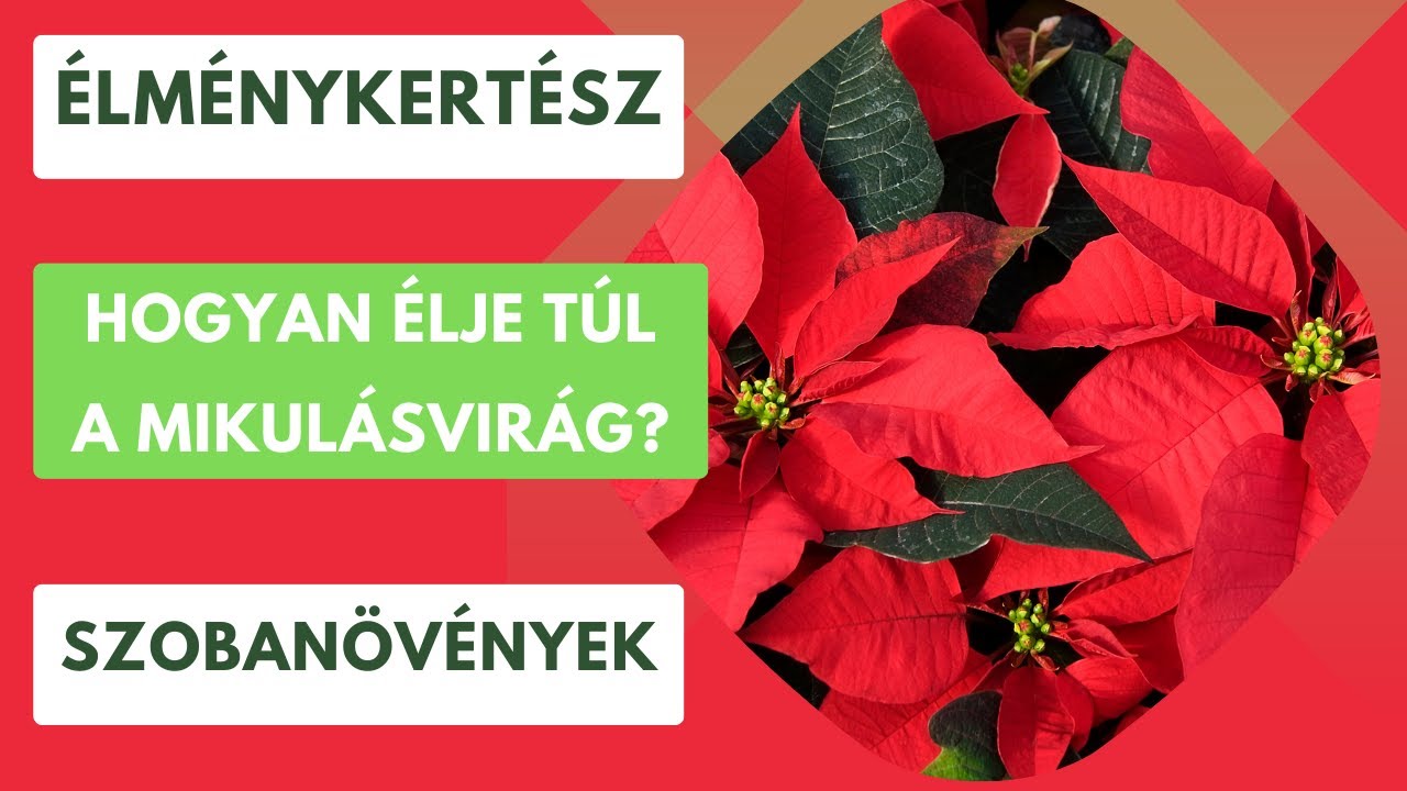 Hogyan élje túl a mikulásvirág?🎅