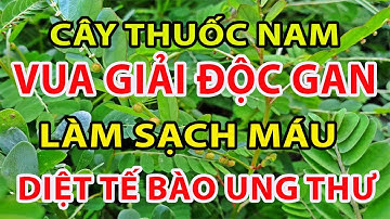 GAN THẬN KHỎE NHƯ VOI Nhờ 6 Cây Thuốc Nam Là VUA GIẢI ĐỘC GAN BỔ THẬN Mọc Quanh Nhà Mà Bạn Không Ngờ