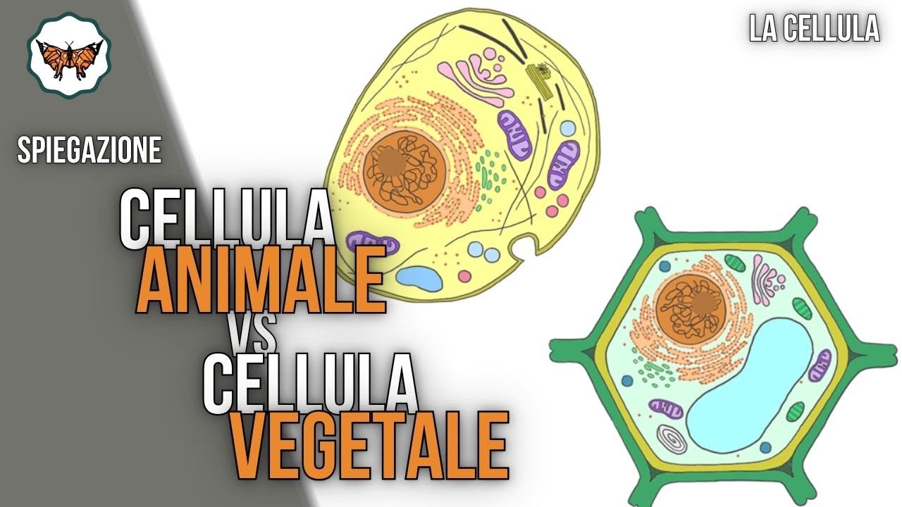 Cellula eucariotica animale e cellula eucariotica veget… — Transcript