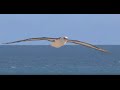 Saving Albatrosses - How to Reduce Seabird Bycatch - Tuna Longline Fisheries - English