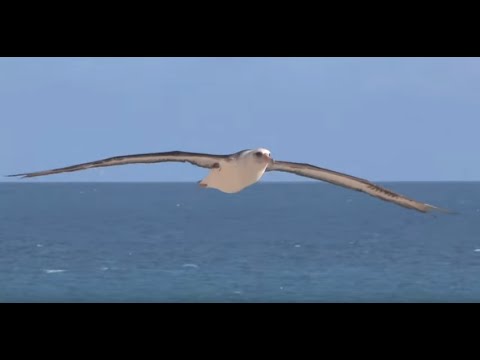 Saving Albatrosses - How to Reduce Seabird Bycatch - Tuna Longline