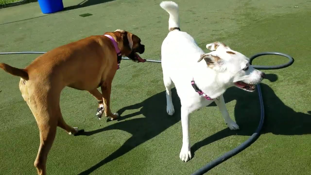 Playtime at Dogs On The Farm & Cats Too!