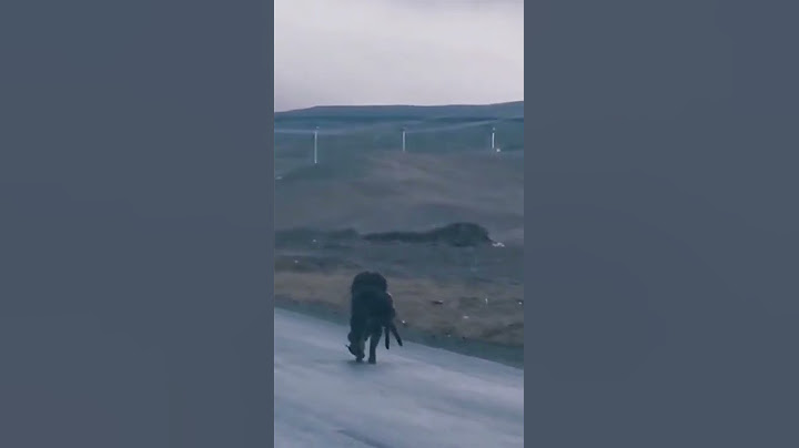 藏獒把狼叼走了！#Tibetan mastiff took the wolf!