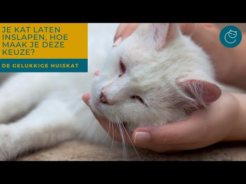 Video: De moeilijkste beslissing: weten wanneer u afscheid moet nemen van uw hond of kat