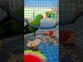cute baby parrot love😘 #follow #talkingparot #cutebird #birds #cuteparrot #parrotlover #parrot #love