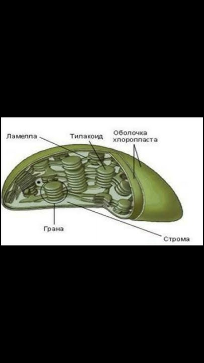 #какподготовитьсякегэ #егэ #biology #сдамегэ #хлорофилл #биологияегэ # ...