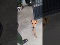 My back hurts from carrying everyone's problems #FunnyDog #DogMemes #ViralVideo