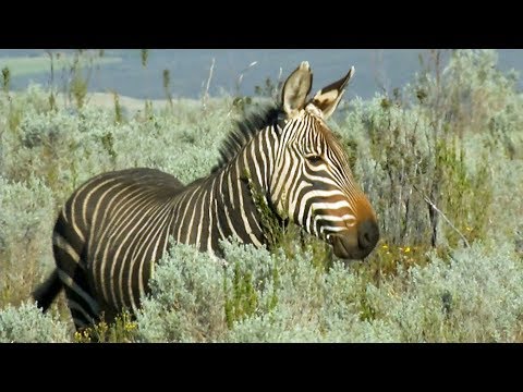 Video: Mountain Zebra Nasionale Park, Suid-Afrika: Die volledige gids
