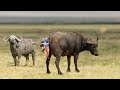 How Cape Buffalo Giving Birth To Cute Calf In The Wild