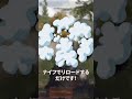 アリブレトリビア【モシンの装弾数を最大にする方法】 #shorts