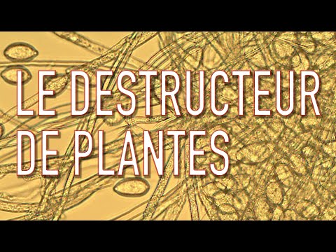 Vidéo: Comment cultiver la terre à partir de phytophthora: caractéristiques et recommandations