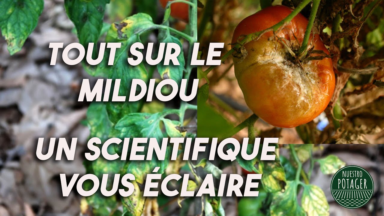 Tout sur le MILDIOU. Un scientifique vous éclaire.