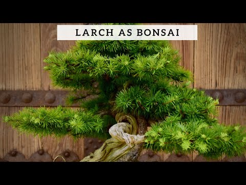 Larch as Bonsai