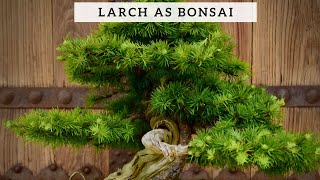 Larch as Bonsai