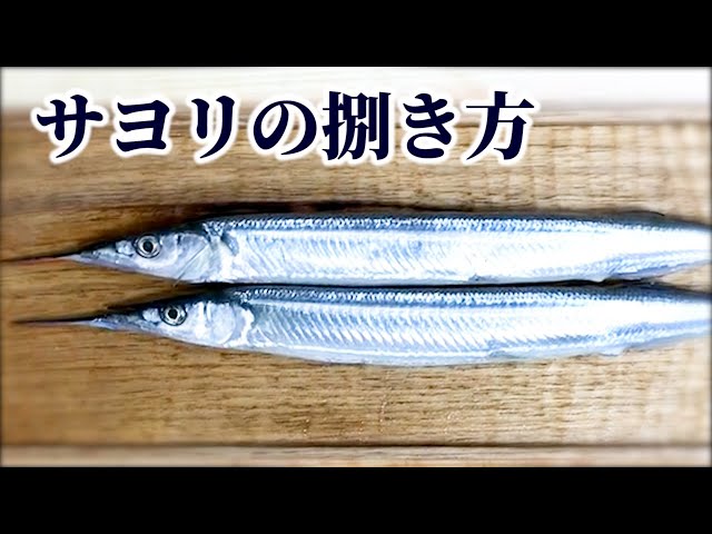 サヨリ 細魚の捌き方 Sashimi Litetube