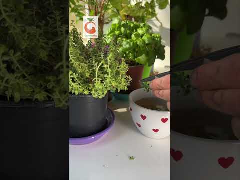 🌱 Úroda na