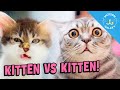 Kittens Playing Too Rough Together 