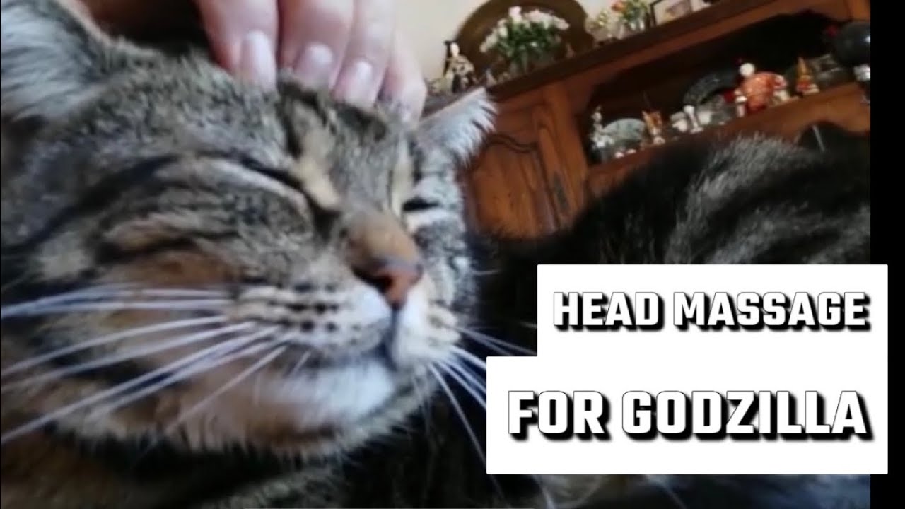 ASMR CAT Head massage for cute cat purring YouTube