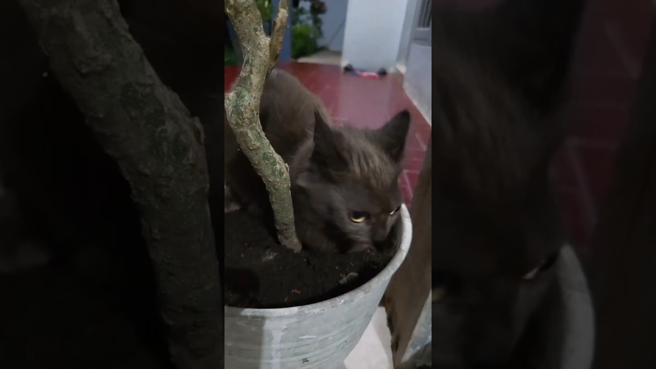 Alasan Kucing Hitam Gali Pot - Bukan Iseng, Tapi demi Tidur Nyenyak!"