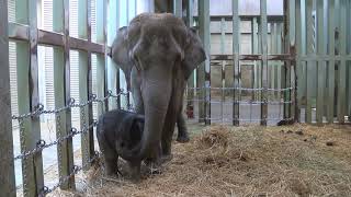 アジアゾウ「ウタイ」と子ども、上野動物園、2020年11月10日撮影