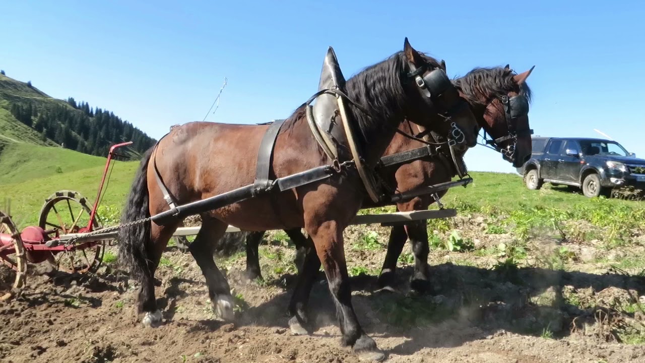 Jahresrückblick 2021 von Holzrücken Allgäu