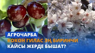 Кокон гилас эң биринчи кайсы жерде бышат? | Агрочарба | 27.04.23